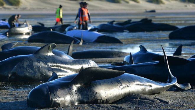 Only a handful of the over 200 stranded pilot whales in Tasmania are saved and released back into the water.